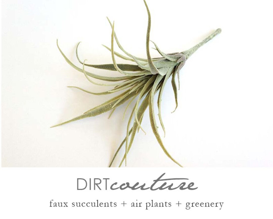 Faux Air plant, air plant, air plant, hanging air plant, tillandsia, Stricta, Tillandsia Tenuifol... | Etsy (US)