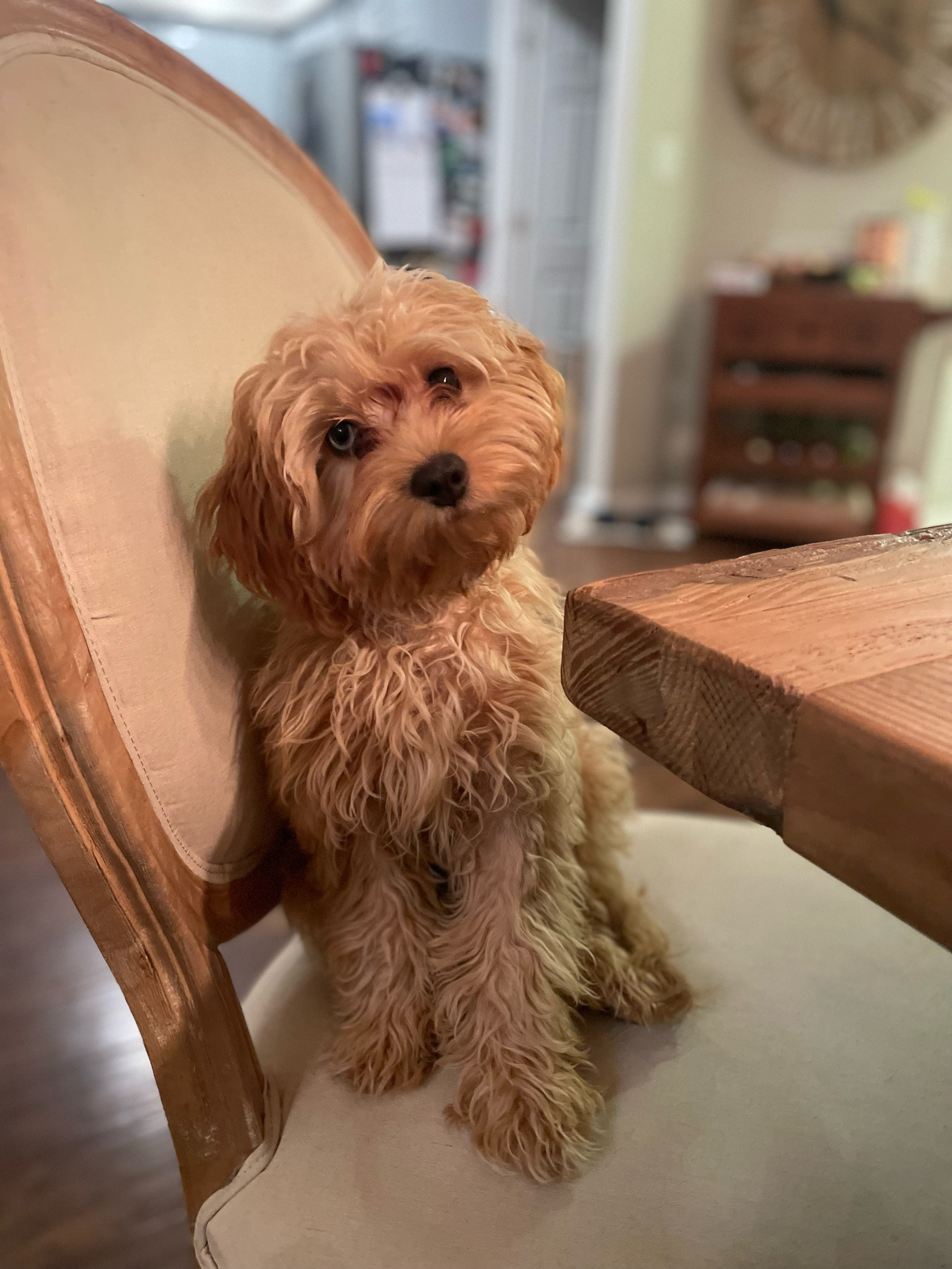 We have 3 dogs, ranging from 11 years old to 6 months old. Here’s all of my tried and true dog items we’ve loved over the years!!! 

#LTKMostLoved #LTKhome #LTKfamily