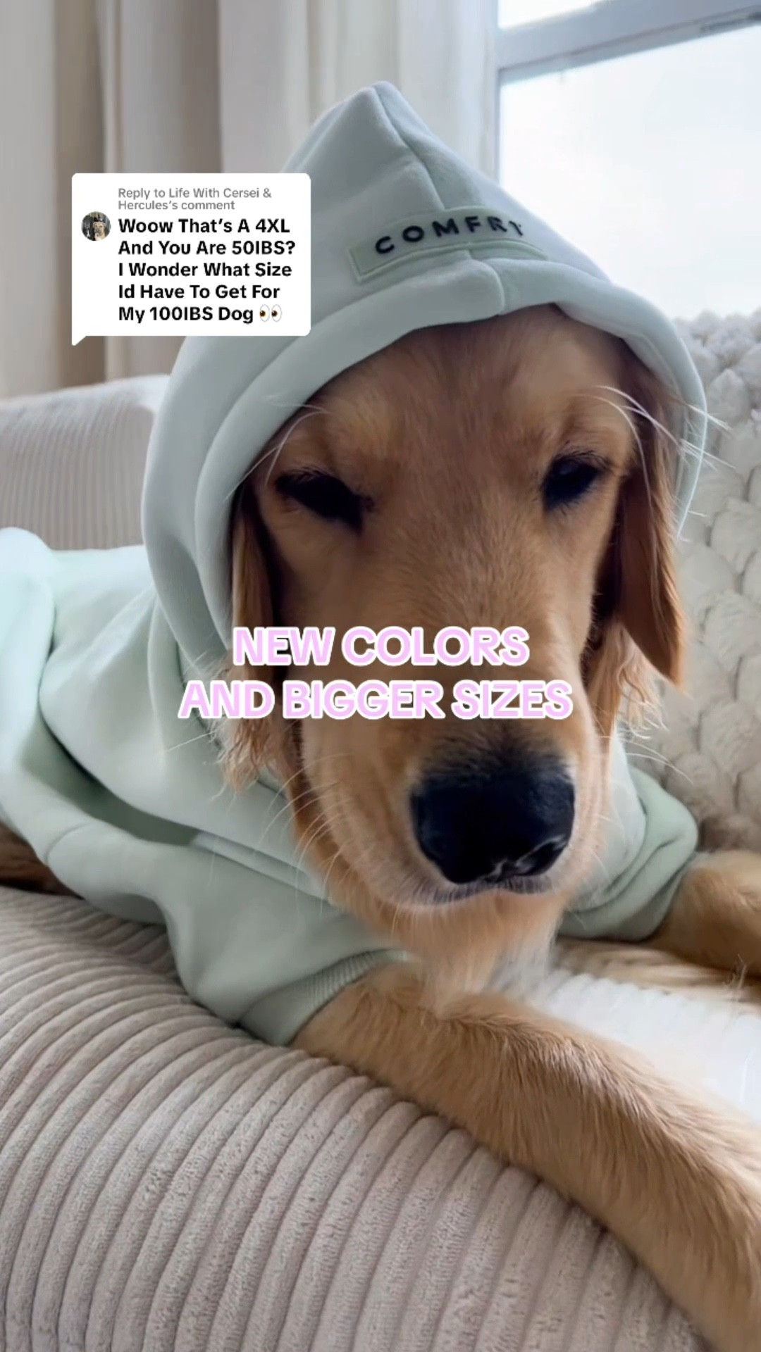The cutest anti anxiety dog sweatshirt 🤍 #summercolors #doghoodie #comfrt #ltksale