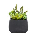 6 x 8.5 Inch Faux Succulent Arrangement, 1 Realistic Artificial Succulent - In Tetra Porcelain Plant | Amazon (US)