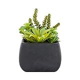 6 x 8.5 Inch Faux Succulent Arrangement, 1 Realistic Artificial Succulent - In Tetra Porcelain Plant | Amazon (US)