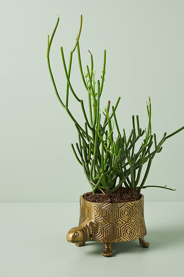 Turtle Planter | Anthropologie (US)
