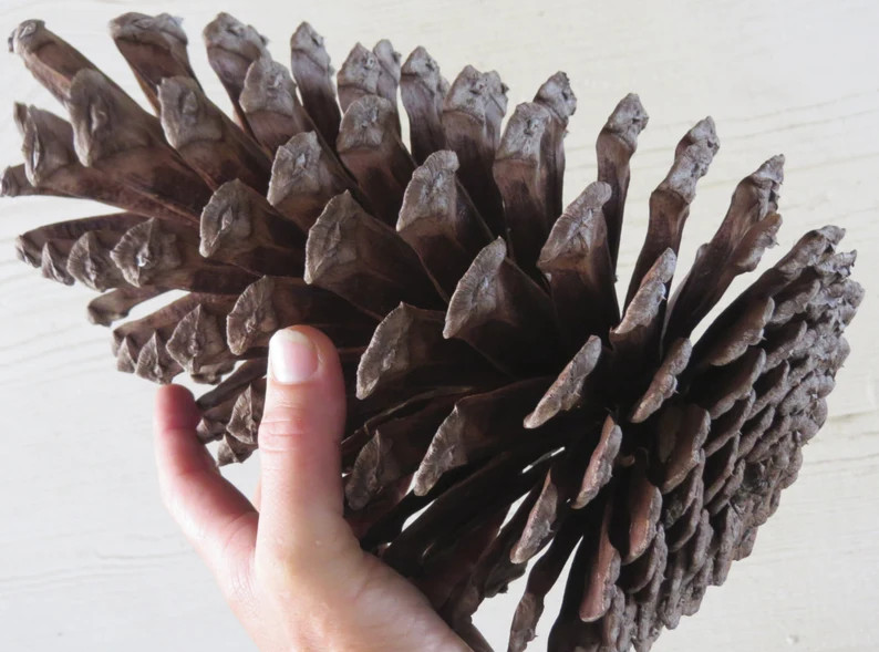 8-9" Jumbo Pine Cone, Large Pine Cone, Jumbo Pinecone, Large Pinecone, Huge Pine Cone, Huge Pinec... | Etsy (Global)