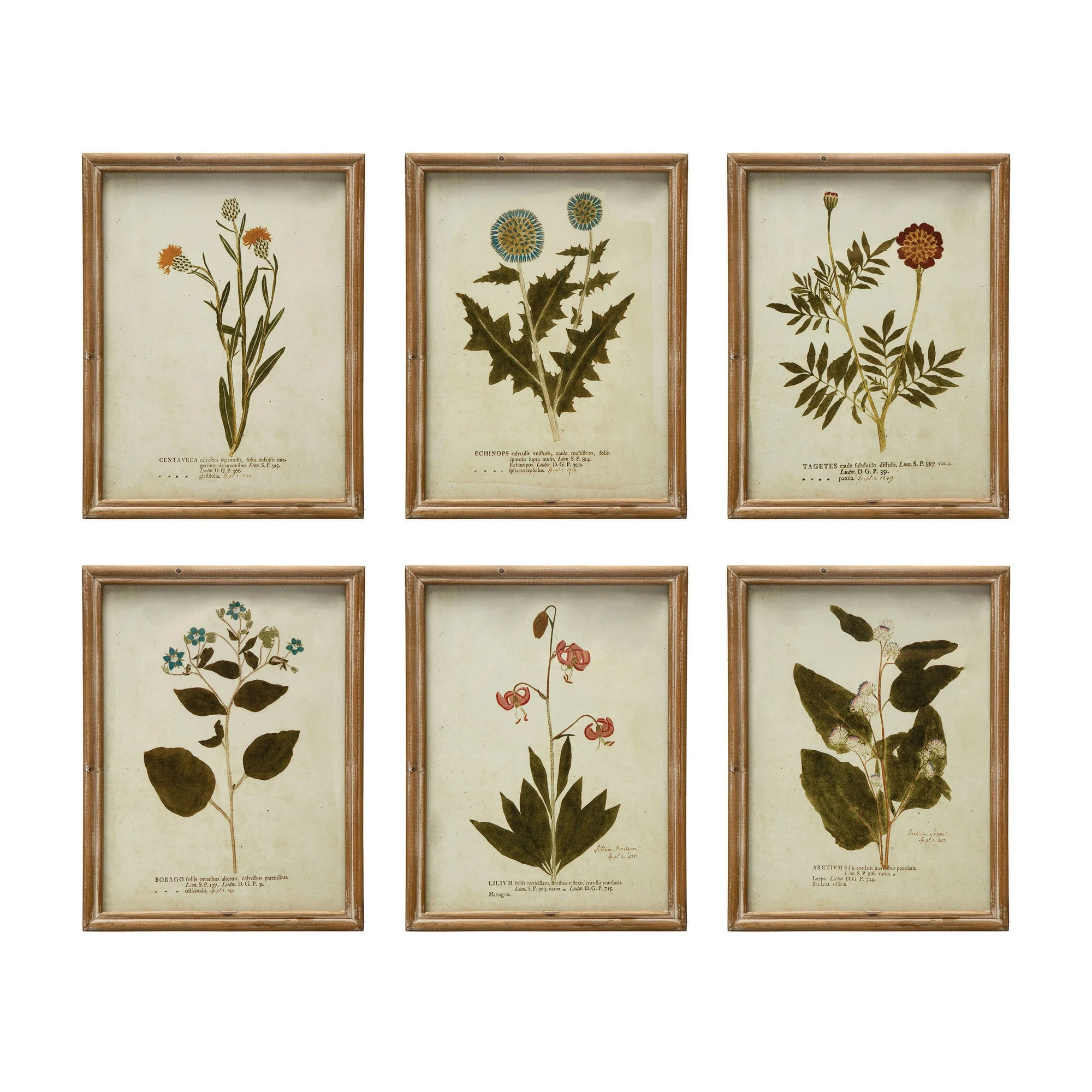 Creative Co-Op Wood Framed Portraits of Botanical Prints, Multicolor, Set of 6 | Walmart (US)