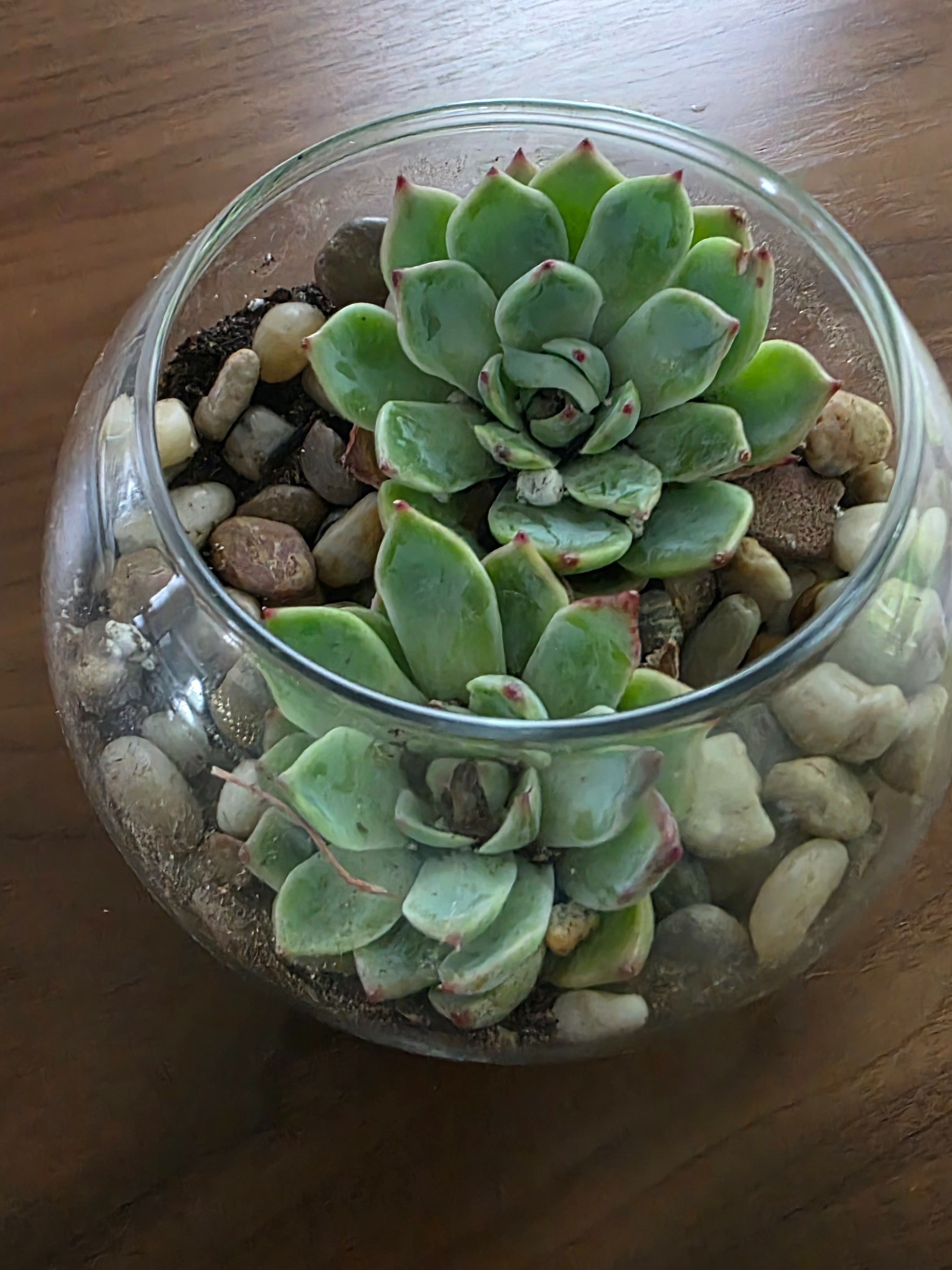 Great weekend project to relax.. can be a girls night in .. a project with the kids..  a workshop... or just soemthing for you. Plants are grounding, relaxing, purifying. 

#LTKdayinmylife #LTKHome #LTKselfcare