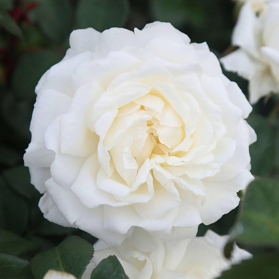Heirloom Climbing Roses, Live Own Root Plant for Outdoor Garden, Cloud 10\u2122, Moderately Fragr... | Amazon (US)
