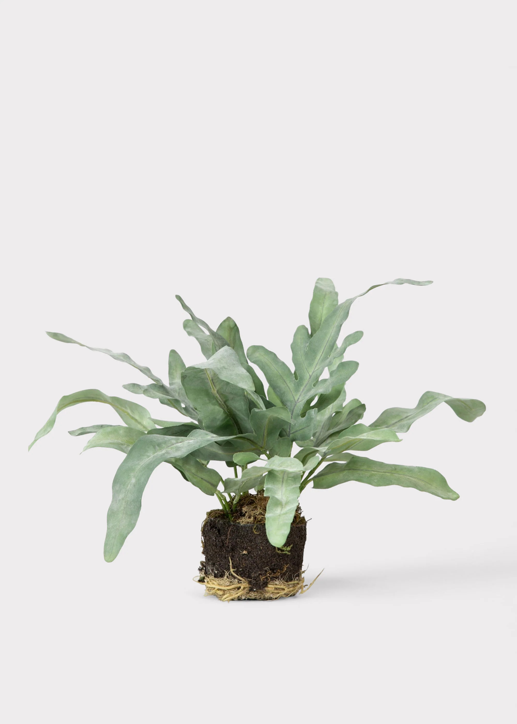 Artificial Echeveria Fern Drop-In Plant - 8.5" | Afloral