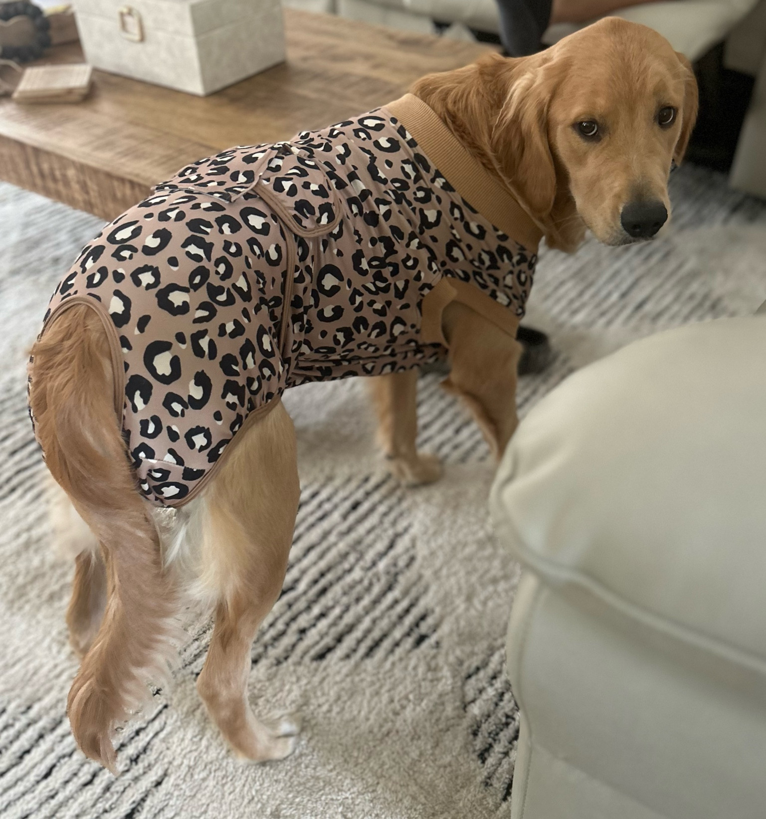 Doggy onesie for after surgery! This has been AMAZING!!! The cone didn’t last 10 seconds, this hasn’t budged! #amazon #amazonfinds #dogs #amazonmusthave

#LTKFindsUnder50 #LTKStyleTip #LTKHome