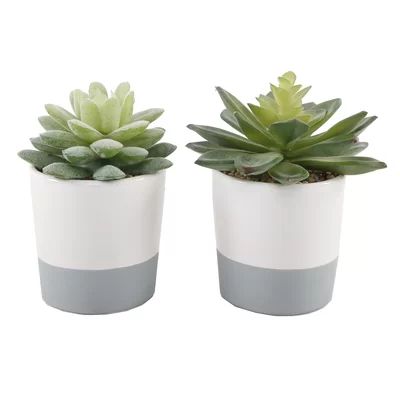 2 - Piece Artificial Evergreen Succulent in Pot Base Color: Gray/White | Wayfair North America