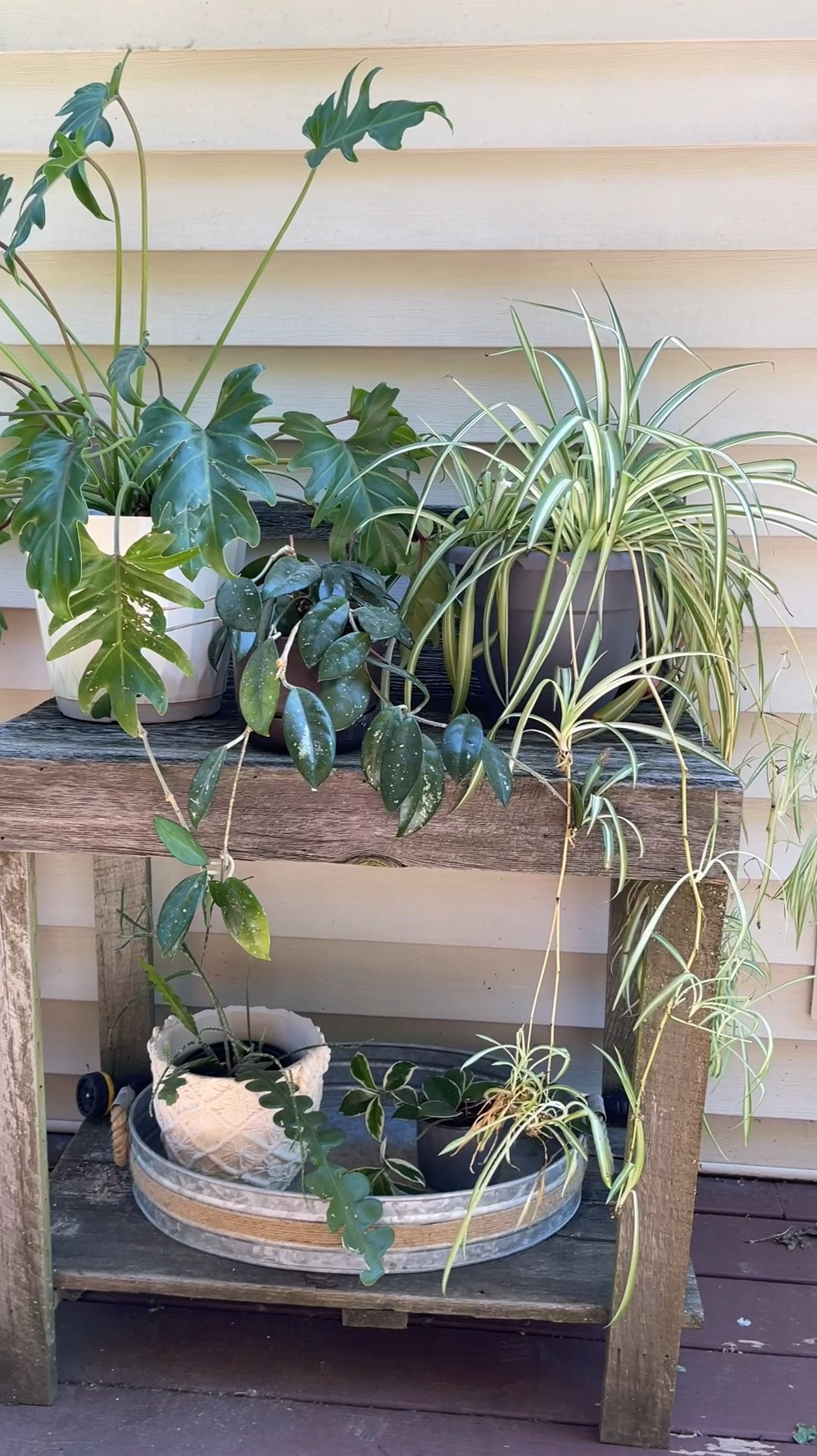 Moving my indoor plants outside for the summer

#LTKHome #LTKFindsUnder100 #LTKSeasonal