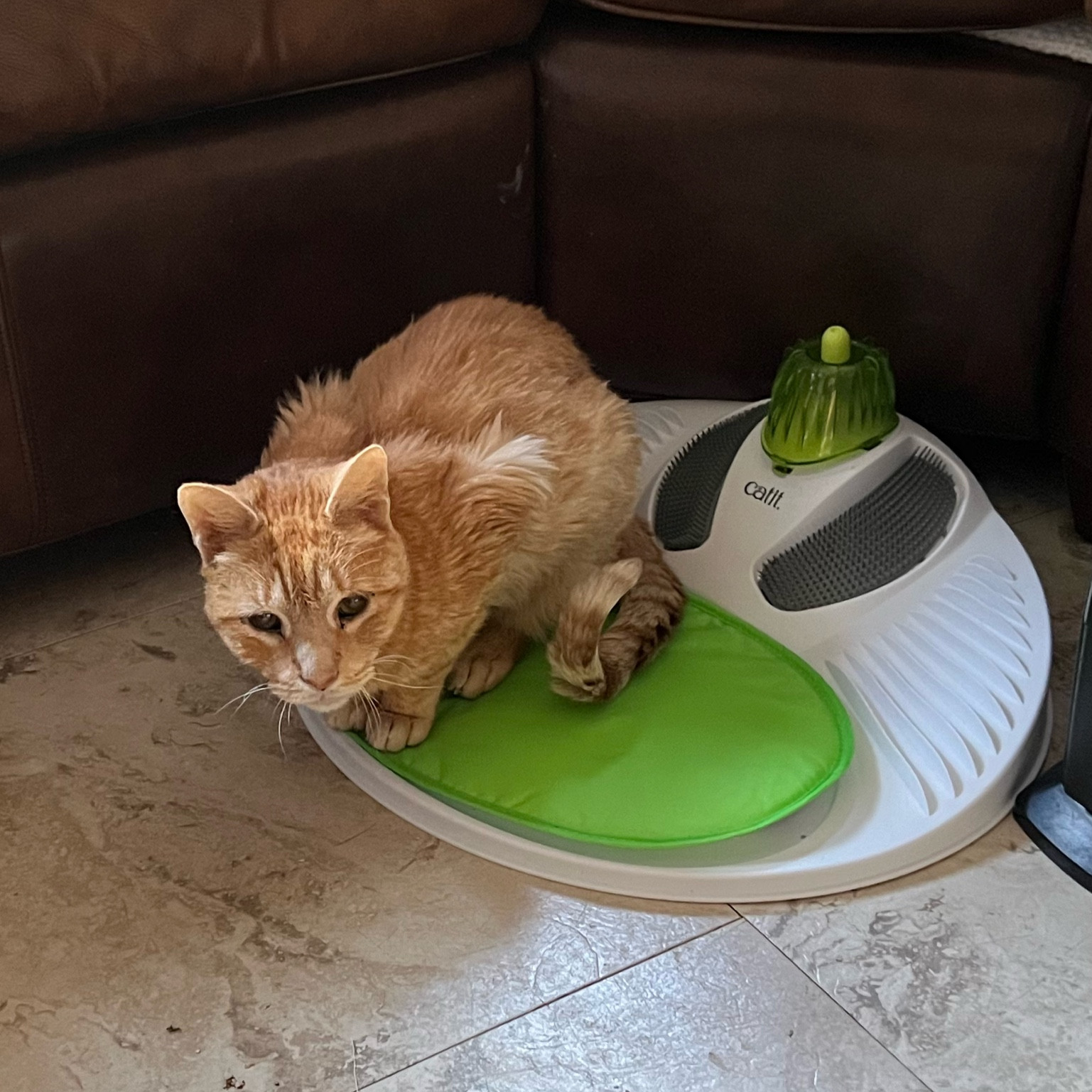 I’ve gotten a few questions about what this contraption is after sharing it on my stories, so I wanted to share more details about what it is, why I added it to Otto’s wishlist and why we think every senior cat needs one!

So what is it?!
It’s a wellness center that is meant to be a grooming assistant. The white ridges are a massaging section for your cat to rub their heads, neck and body on. The grey parts are brushes to remove any loose fur. The green part is a gum stimulator to improve dental hygiene and has a spot in it to put catnip (some included!) The green part is a little cushion for your cat to sit and lay on as they groom themselves.

Why did I add this to Otto’s wishlist?
Otto had gone a long time without grooming himself when we found him evident by the knots and mats in his fur on his neck, arms, legs, back, belly and tail- basically all over his body. After shaving him, he started itching and licking his legs and arms then grooming his face. He has started grooming more and more since but still doesn’t completely groom himself. We assist him by brushing him, but this wellness center was added to the list to empower him to be able to groom himself and give him some of his pride back.

Why do we think it’s essential for seniors?
If your senior isn’t able to groom themselves anymore or isn’t taking to getting brushed, this may help! I’ve messaged a few of you who have mentioned struggling to groom your cat or having to shave them due to grooming issues. Once I set this out for Otto and filled the catnip compartment, he went to town on this like he had read the instruction manual 🥹 if you want to get one for your own senior (or any other age cat!)

#LTKfindsunder50 #LTKGiftGuide