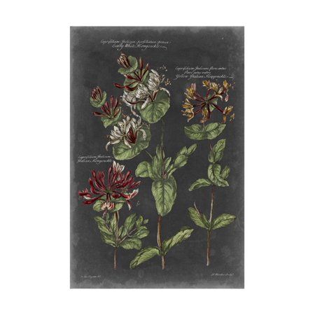 Vintage Botanical Chart IV Print Wall Art By Vision Studio | Walmart (US)