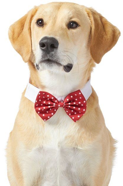 FRISCO Polka Dot Dog & Cat Bow Tie, X-Small/Small, Red - Chewy.com | Chewy.com