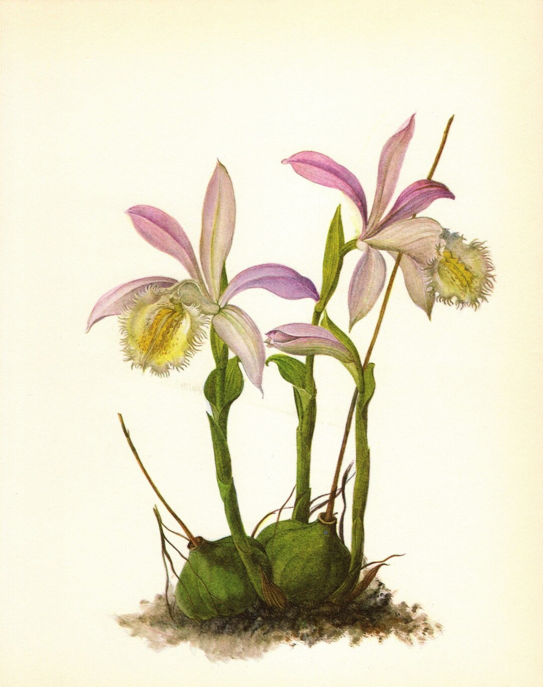 Lovely Vintage Orchid Print Wall Art Decor Pink Flower Botanical Shabby Chic Cottage Decor House ... | Etsy (US)