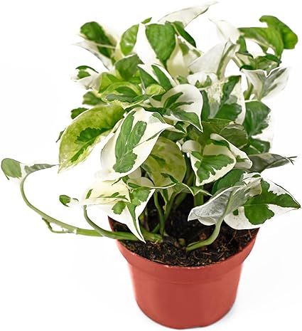 California Tropicals Pothos 'N Joy - 4" Live Plant - Variegated White and Green Leaves - Easy to ... | Amazon (US)