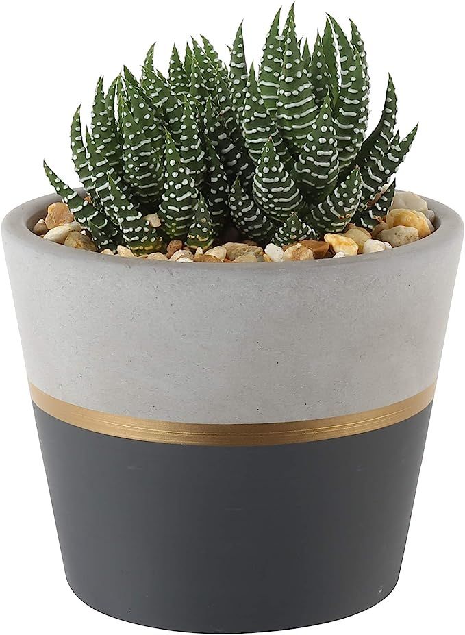 Costa Farms Succulents Fully Rooted Live Indoor Plant, 4-Inch Haworthia, in Black Gold Décor Cer... | Amazon (US)