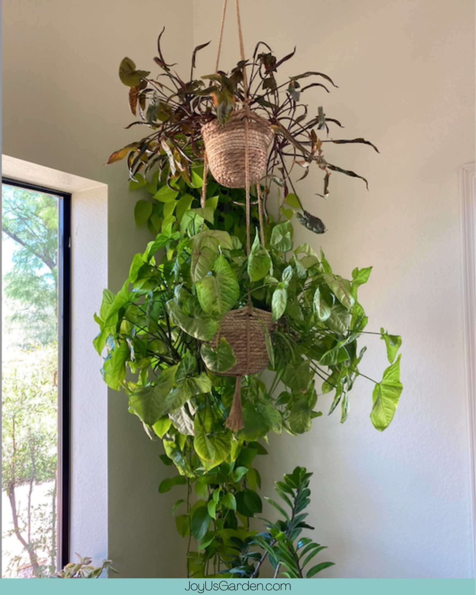 My arrowheads have thrived in these hanging plant baskets. I have them in the corner of my living room and they look so good! #planter #plants #homedecor #garden #planters #plant #plantbaskets #gardening #flowers #plantsmakepeoplehappy #plantlover #indoorplants #interiordesign #houseplants #pot #nature #pots #plantlife #home

#LTKunder100 #LTKhome #LTKunder50