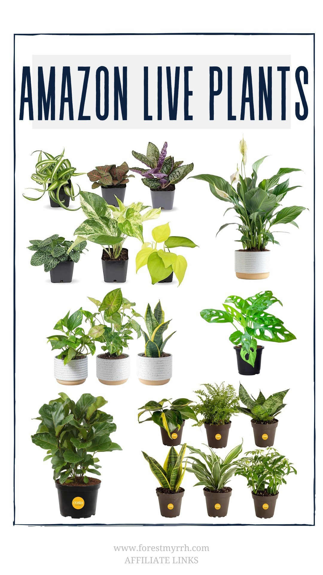 live plants, gardening, home decor, cozy home decor, hygge decor, amazon finds, amazon home decor, plants, planters, houseplants

#LTKSeasonal #LTKFindsUnder50 #LTKHome