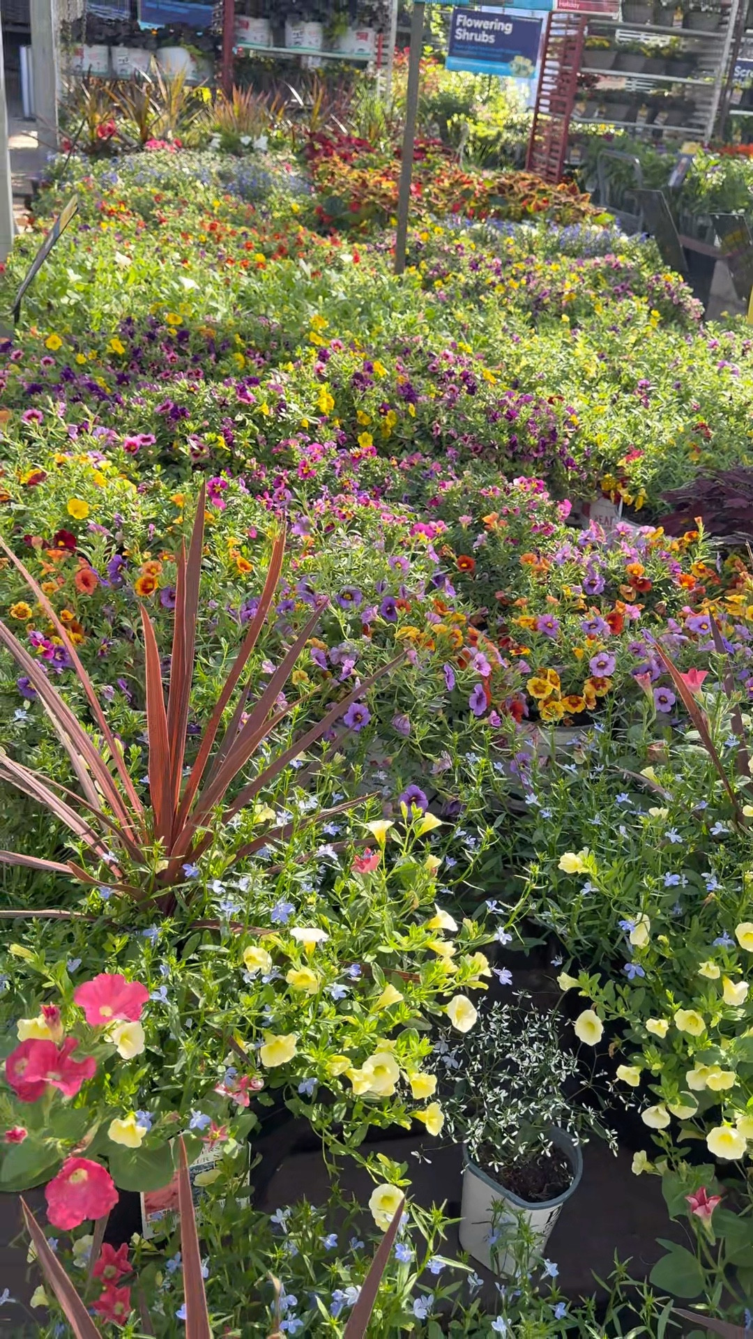 Stopped into Lowe’s today for some perennials and they’re having a sale on their mulch 

#LTKSaleAlert #LTKHome #LTKFamily