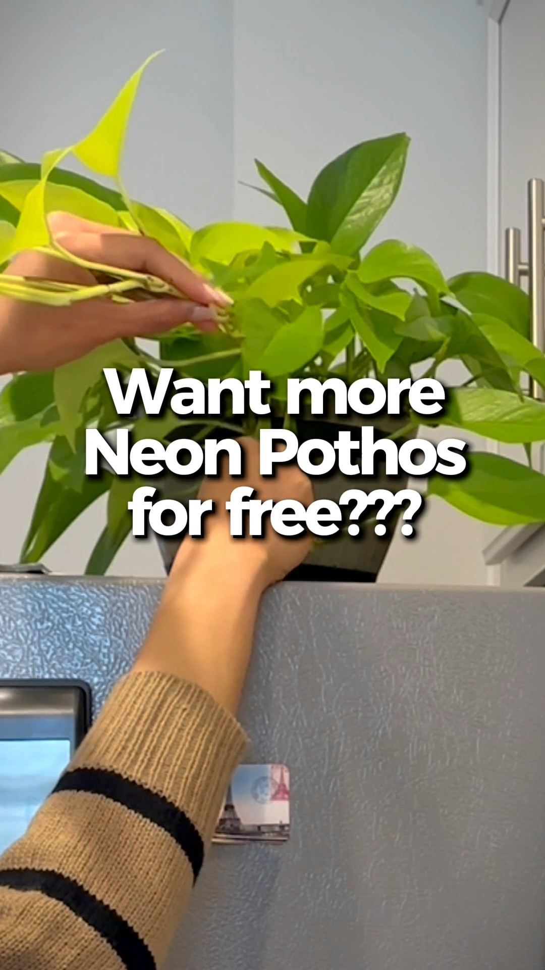 Propagating my neon pothos the pretty way...

#LTKmomlife #LTKstorytime