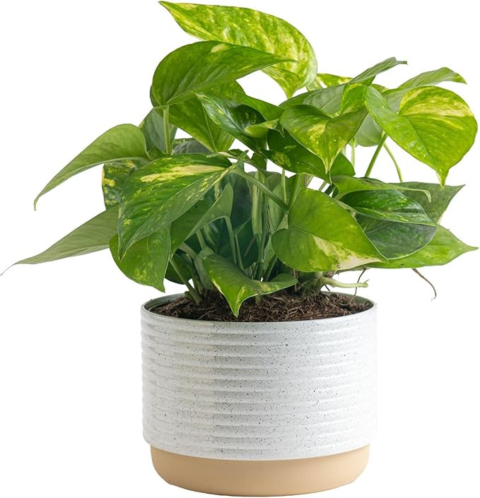 Costa Farms Golden Pothos Live Plant, Easy Care Indoor House Plant in Modern Decor Planter Pot, P... | Amazon (US)
