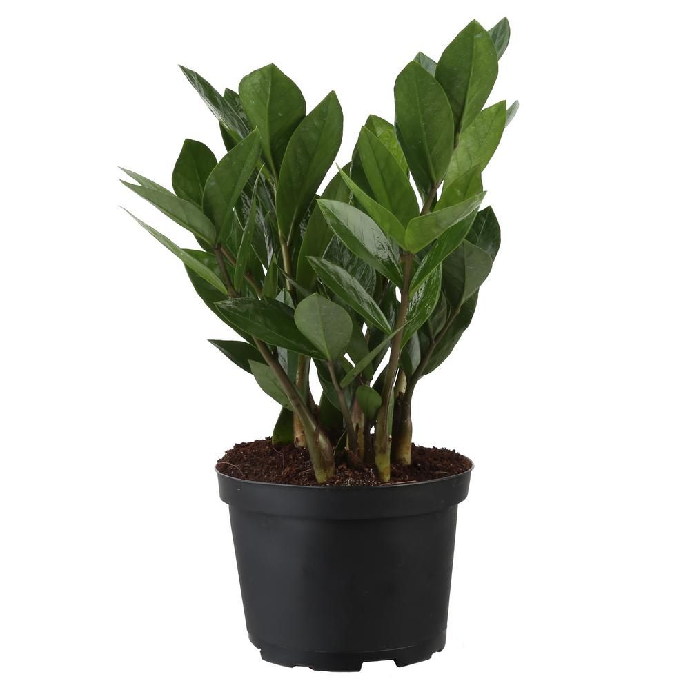 ZZ Plant in 6 in. Grower Pot | The Home Depot