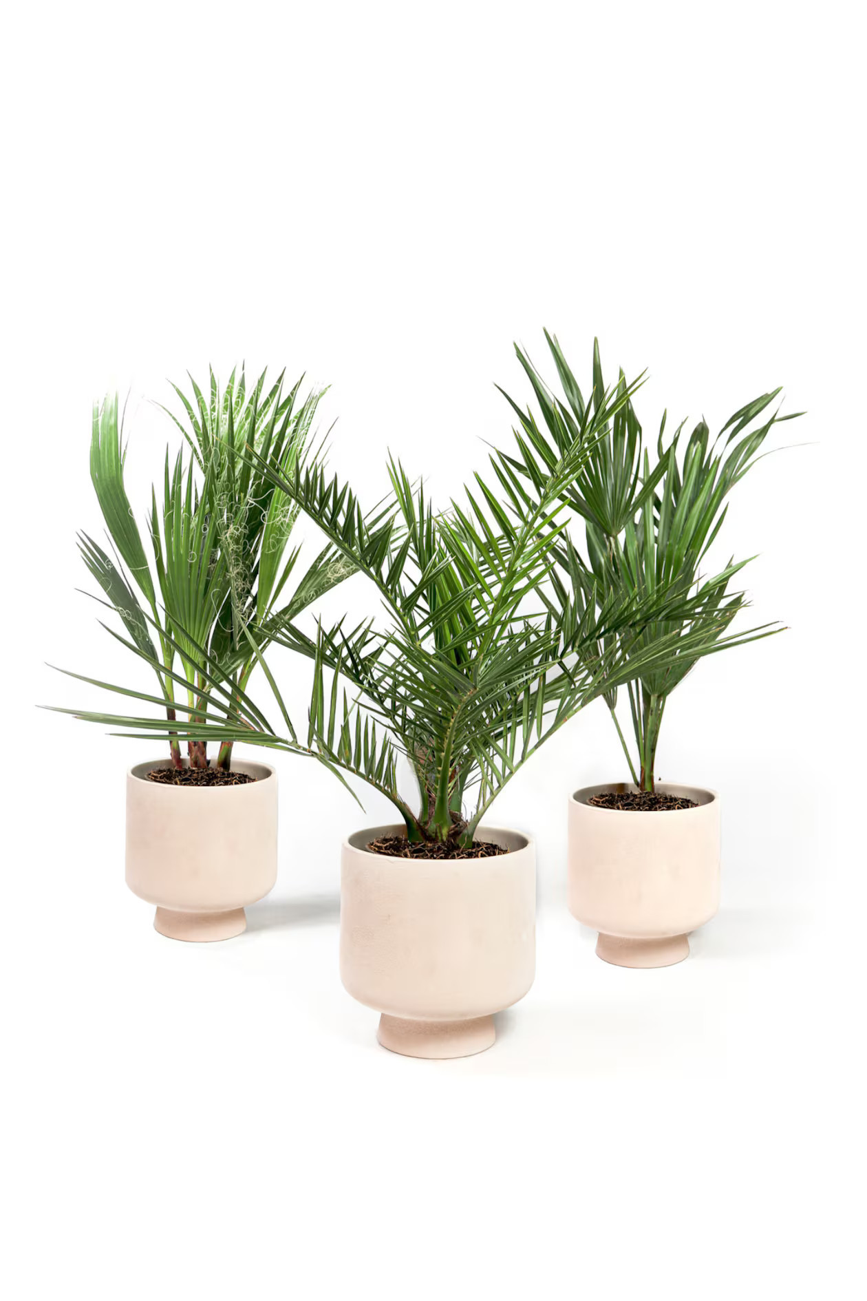 Phoenix, Chamaerops, Washingtonia - 3er Set - H 50cm - Home All | H&M AT | H&M (DE, AT, CH, NL, FI)
