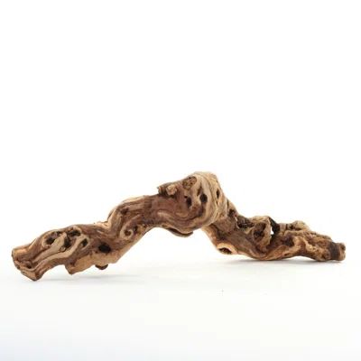 Natural Tumbled Grapewood Branch Sculpture | Wayfair North America