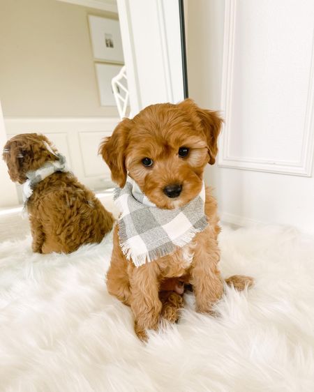 Looking so cute in his bandana 

#puppystyle #ltkpets #esty #amazonpets 