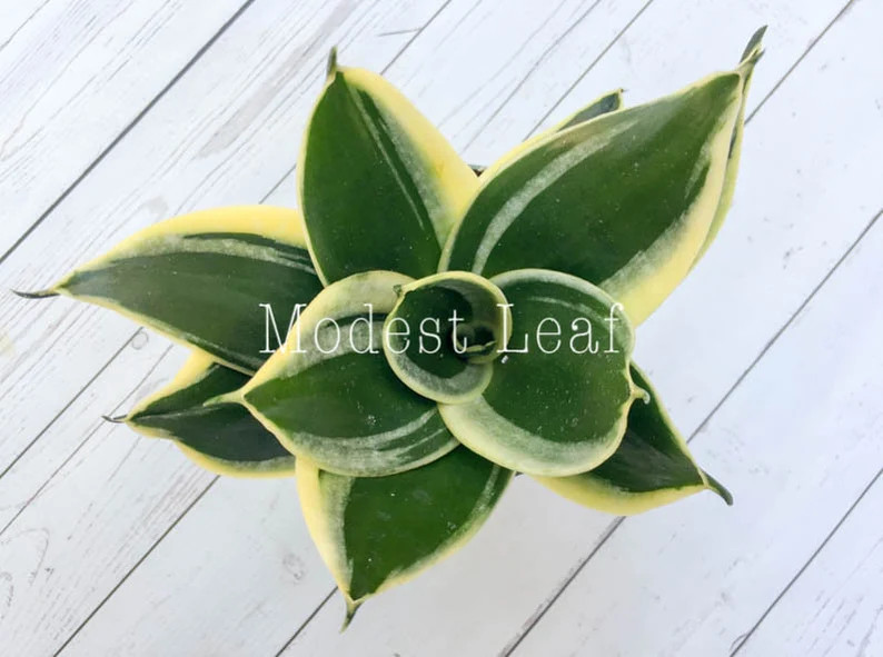 Air Purifying Plant NASA Approved Snake Plant Indoor Plant Snake Plant Black Star Sansevieria Tri... | Etsy (US)