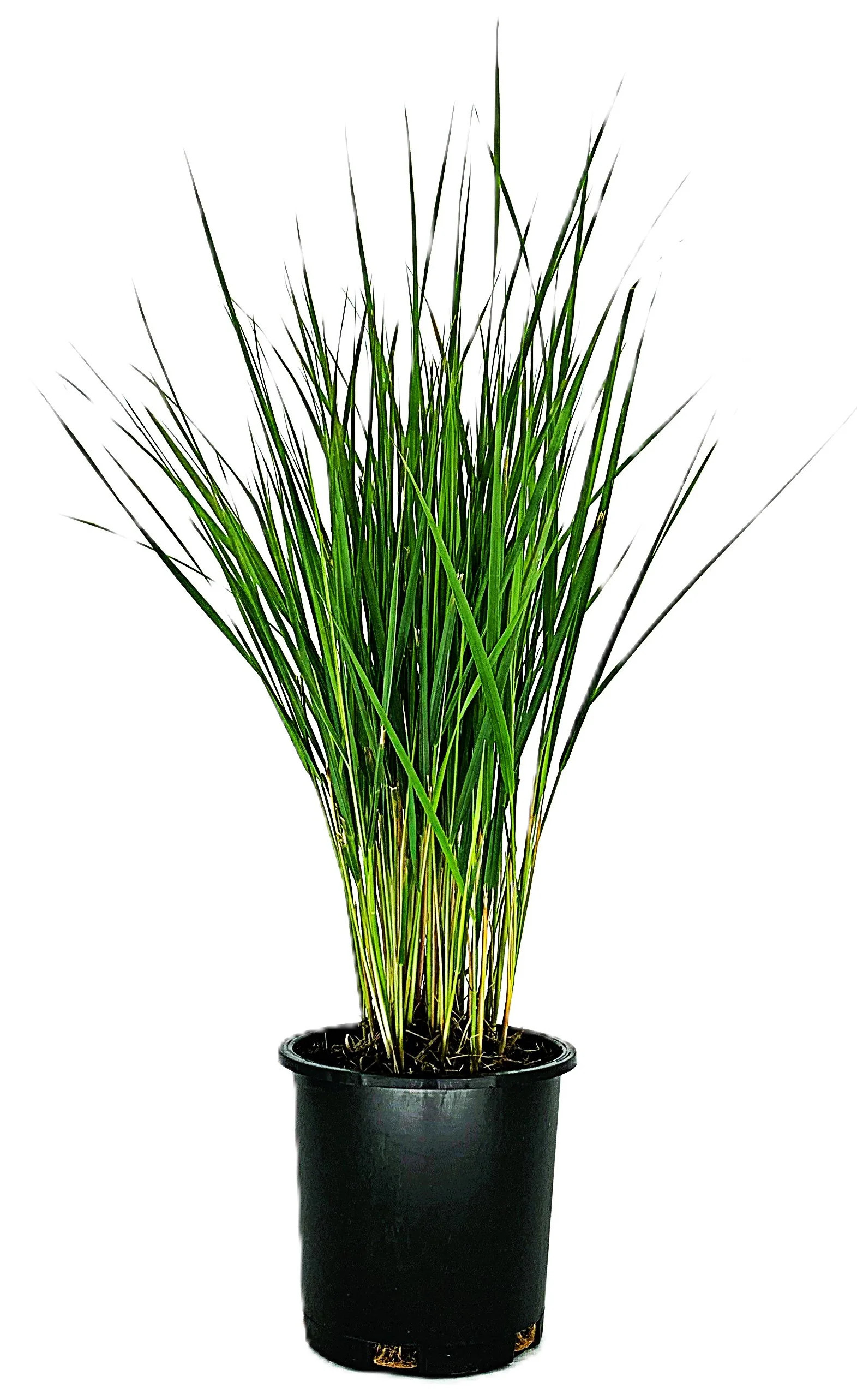 Lowe's Karl Foerster Grass Accent Shrub in 2.5 -Quart Pot 1 -Pack | O330801 | Lowe's