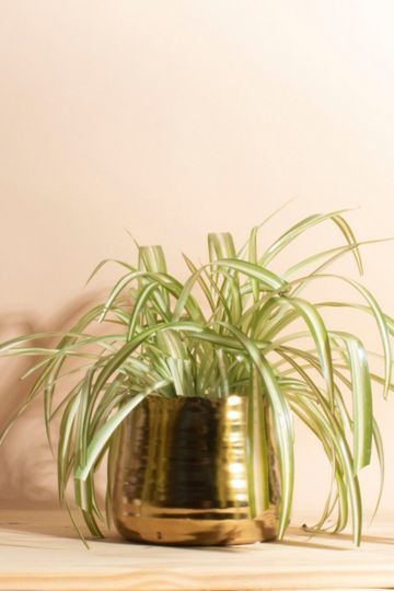 Home Botanicals Bonnie Spider Plant Houseplant in Ceramic Planter | Urban Outfitters (US and RoW)