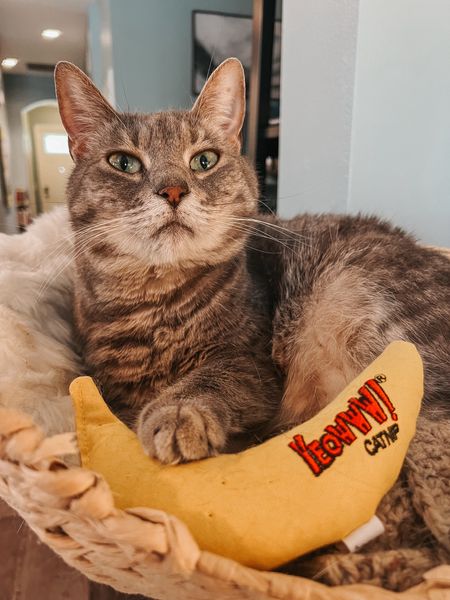 Cozy cat tree basket? ✅
Catnip banana? ✅

Olivia is all set for her afternoon! 😻


#LTKFamily #LTKHome #LTKGiftGuide