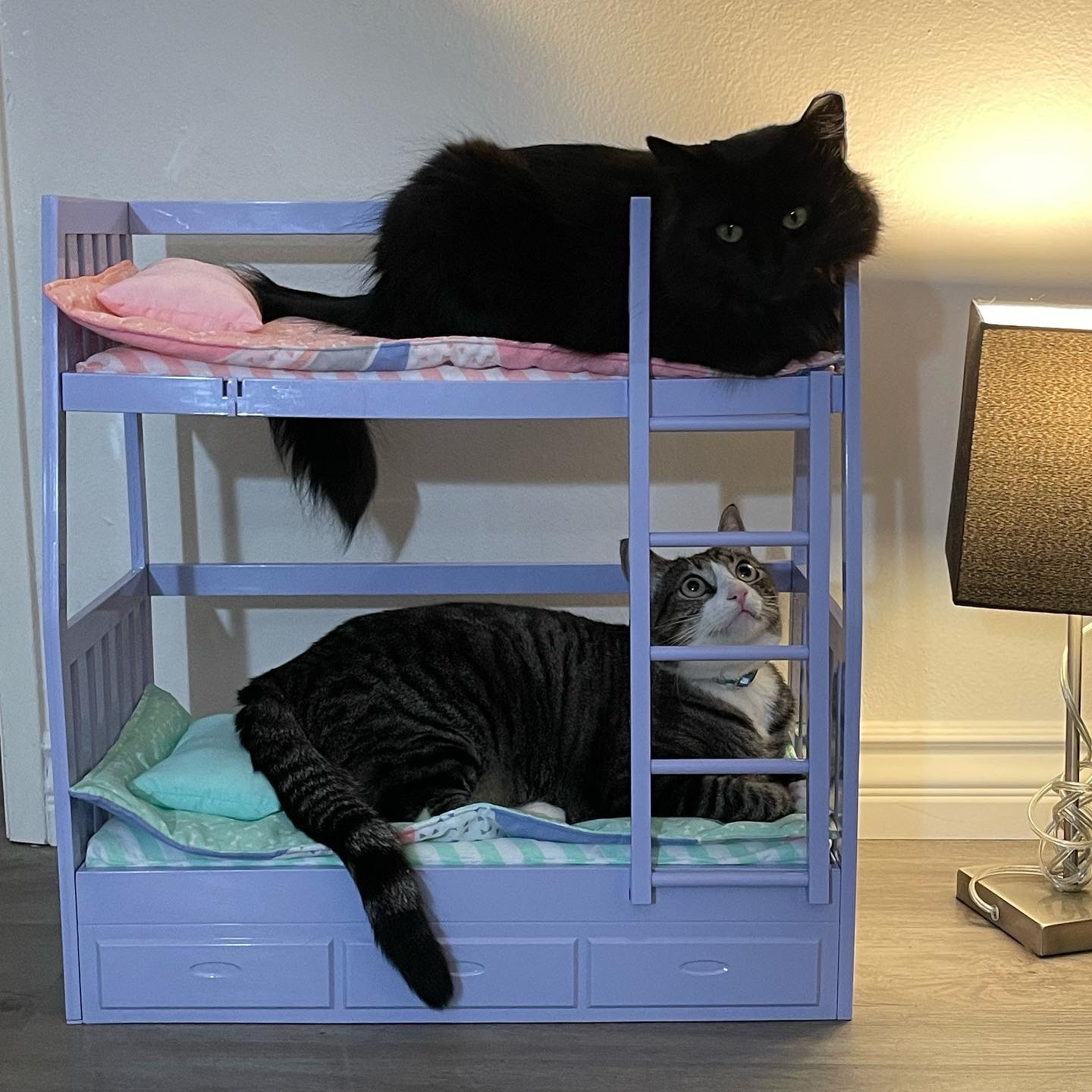 The products that we use for our cute and lovely cats🐱 Our cats names are Mochi (grey) & Mocha (Black) 🧡 

Smart tips : Bunk beds for cats were pricey so we had to buy beds for dolls🤣 Our cats thankfully love it!!!

#LTKhome #LTKMostLoved #LTKfamily