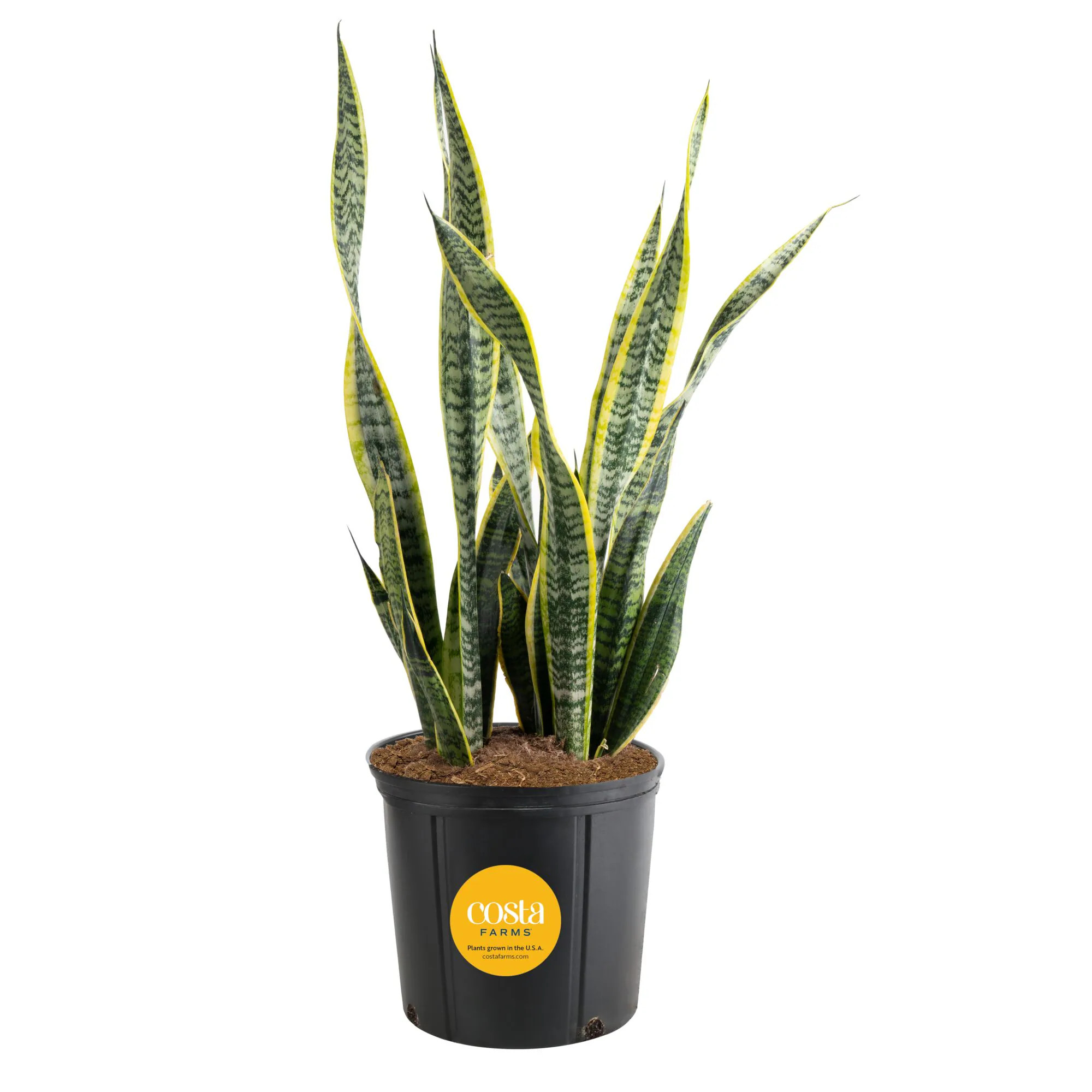 Costa Farms Grower's Choice Sansevieria Snake plant House plant in 10 Inch(es) Pot 1 -Pack one_size | CO.SZ10.1.GP | Lowe's