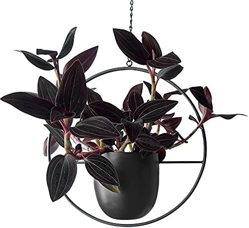 Plant Dad - Modern Hanging Planter Pot, Sleek and Minimalist Planter Pot for Indoors, Must-Have H... | Amazon (US)