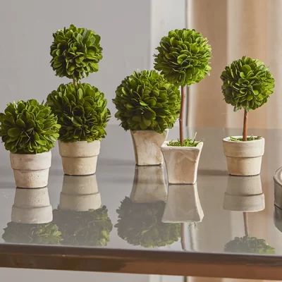 5 Piece Gaudreau Mini Boxwood Topiary in Pot Set One Allium Way | Wayfair North America