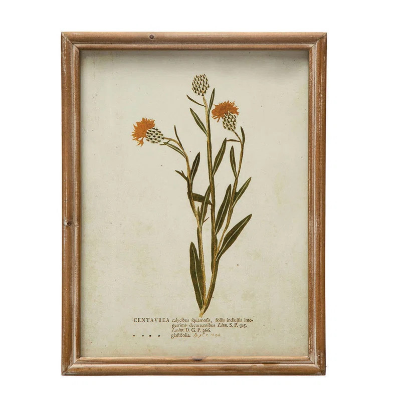 Red Barrel Studio® Wood Framed Portraits of Botanical Prints | Wayfair | Wayfair North America