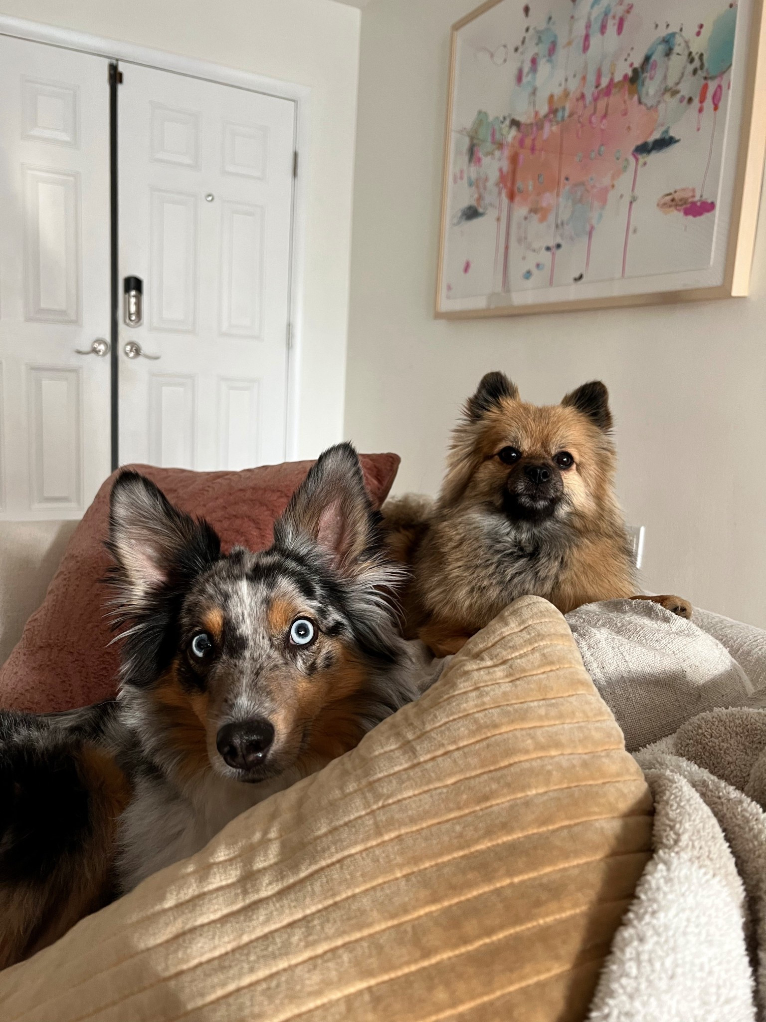 Dog products, pet products