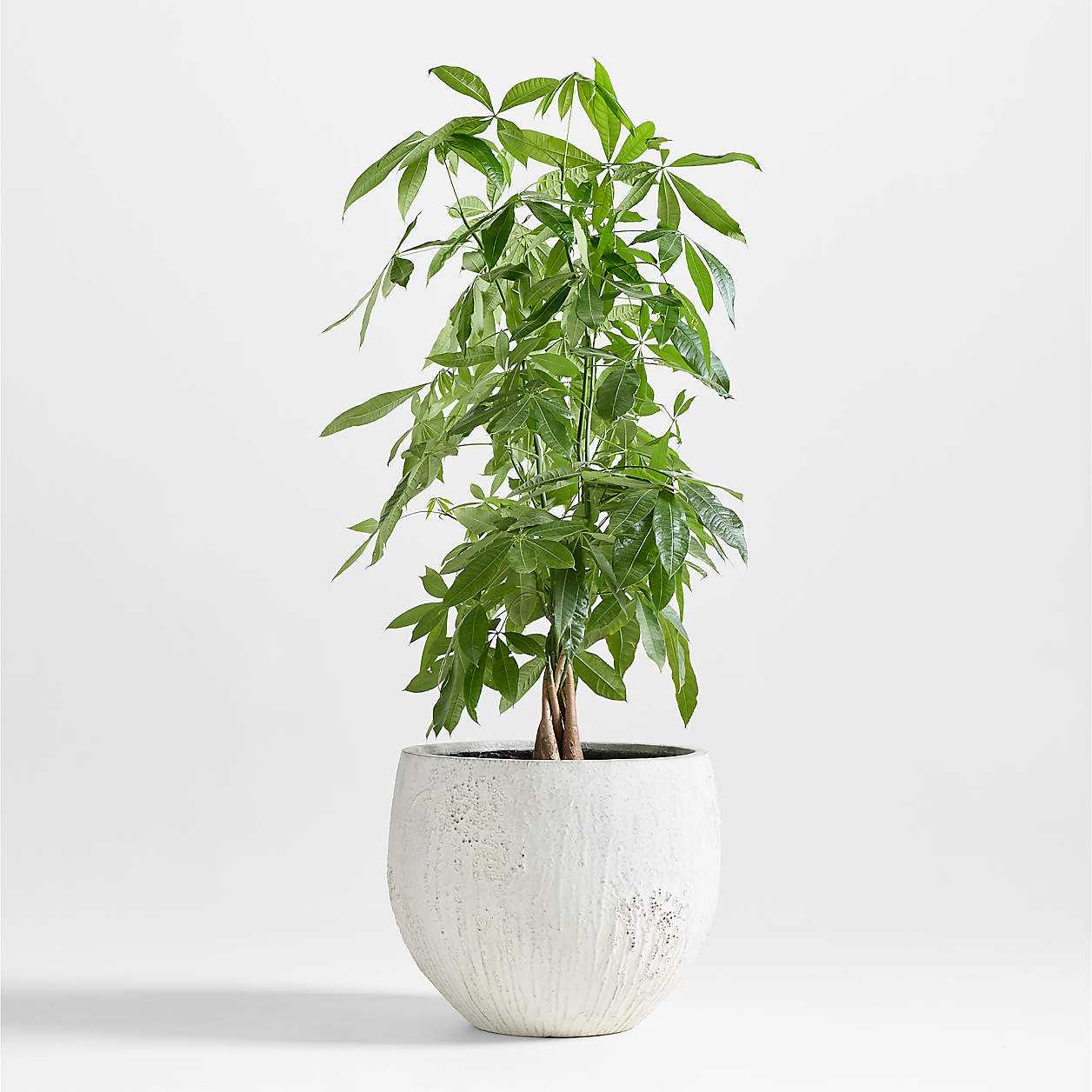 Messina White Textured Indoor/Outdoor Planter 15.7"x15.7" + Reviews | Crate & Barrel | Crate & Barrel