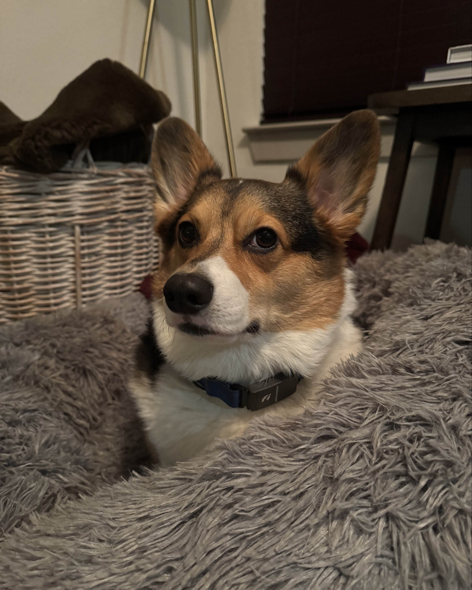 Our new cozy donut bed from Chewy! They have a variety of sizes but we always like the bigger bed so we can share🐶

#LTKGiftGuide #LTKPets #LTKHome
