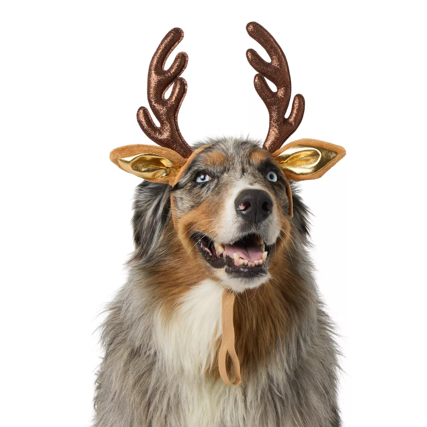 Merry & Bright&trade; Reindeer Holiday Headpiece, Dog & Cat | PetSmart