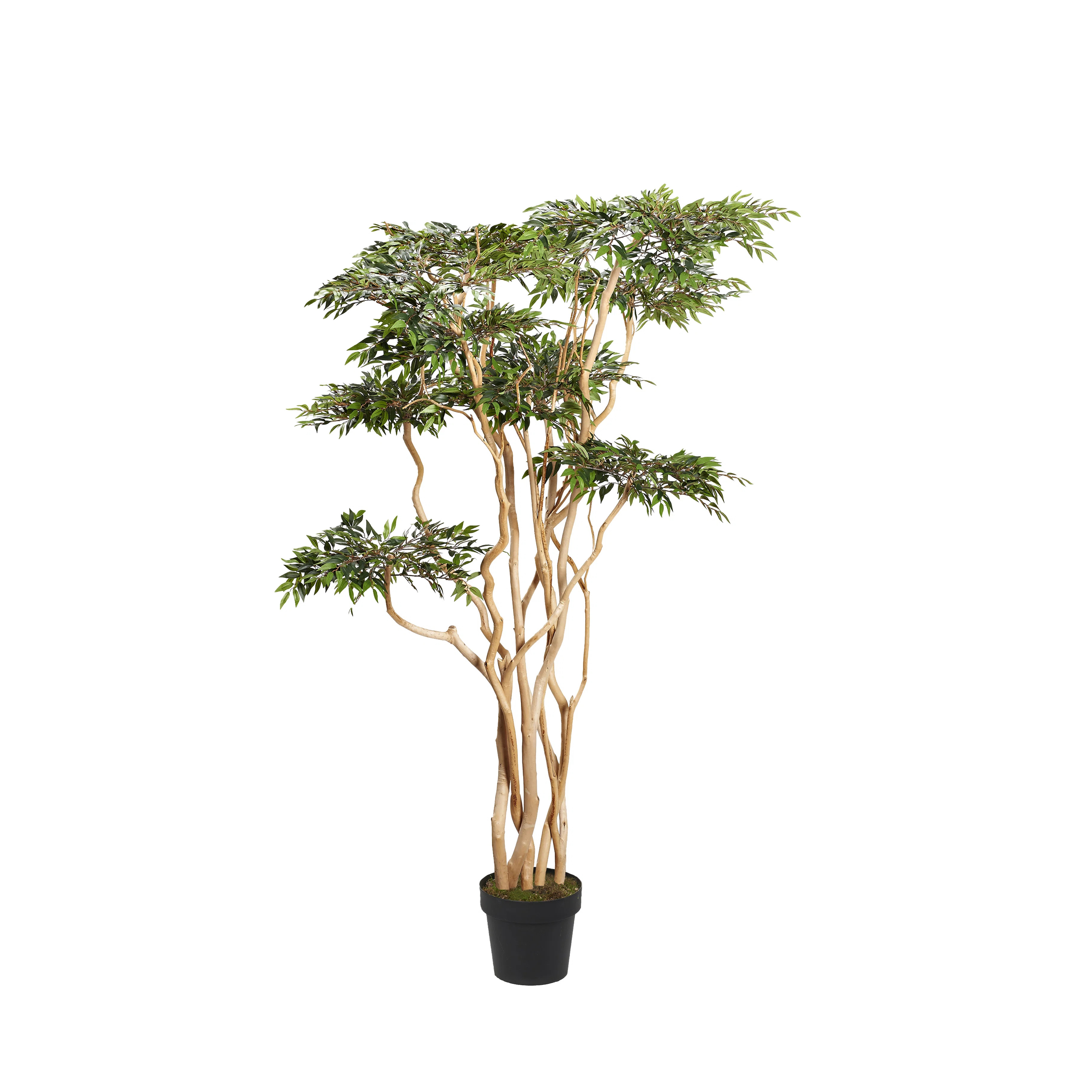 Primrue 7' Sandblasted Ruscus in Black Nursery Pot | Wayfair | Wayfair North America