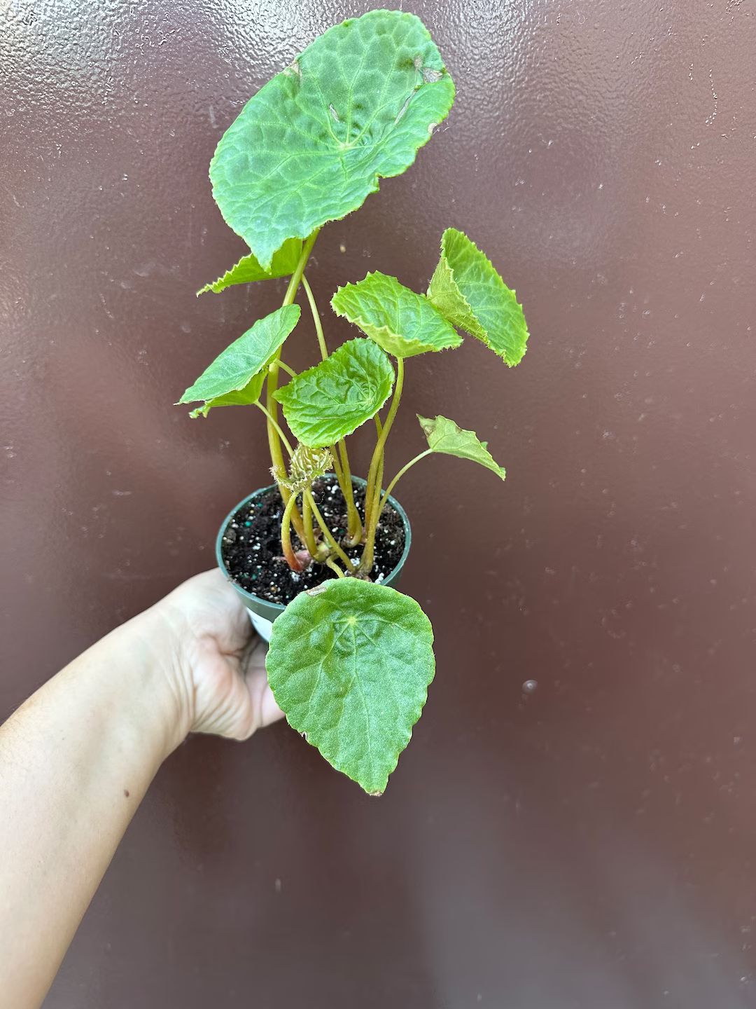 Begonia Natunaensis - Etsy | Etsy (US)