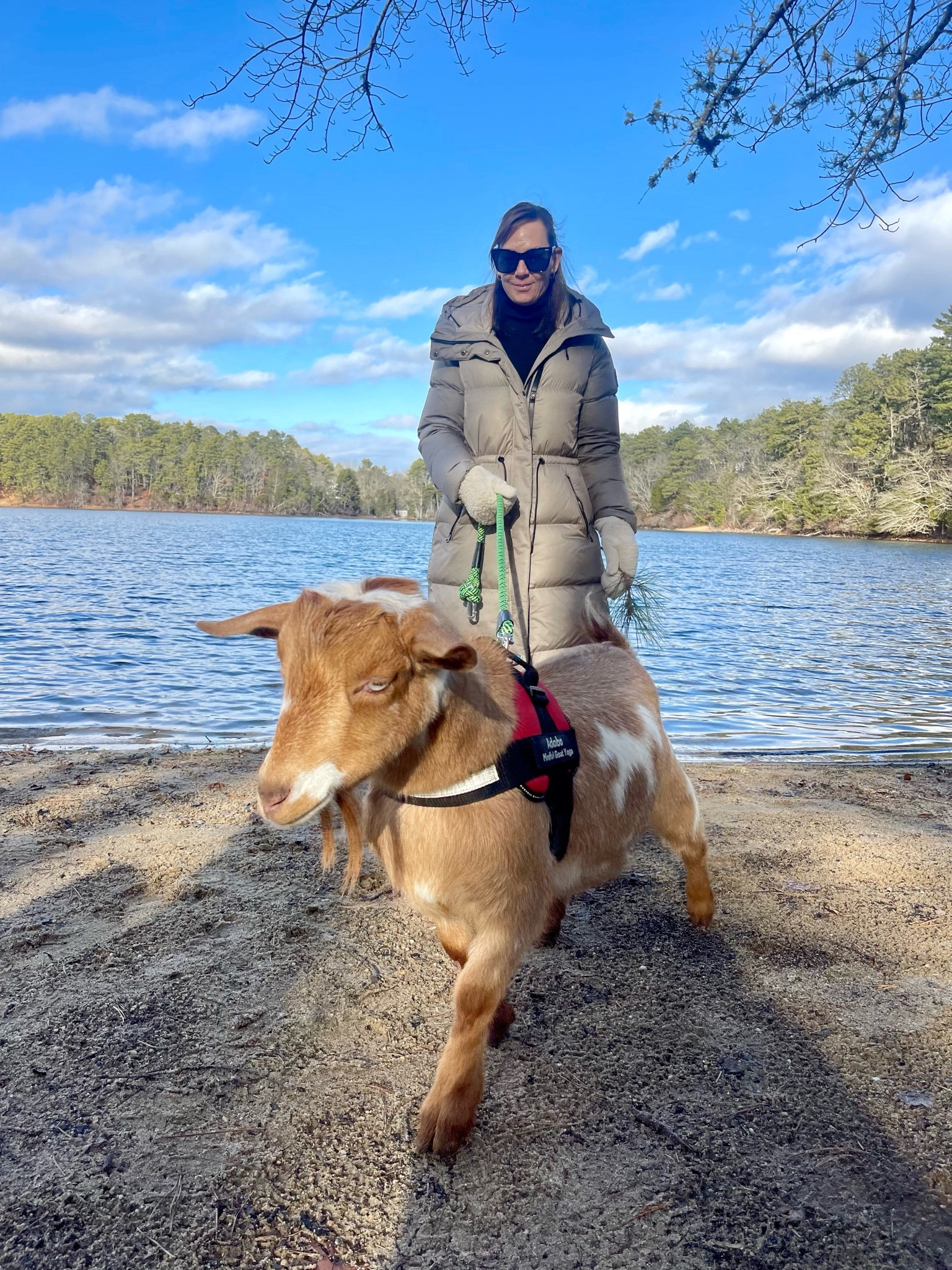 Happy New Year 🎊  Doesnt everyone ring in the New Year with a walk with a goat ?? What a beautiful day and way to spend the first hours of a new year ! I had such a great time with @mindfulgoatyogacapecod ! I cant wait to take a goat yoga class this summer here. I highly recommend this company and experience !!! 

#LTKstyletip #LTKfitness #LTKover40
