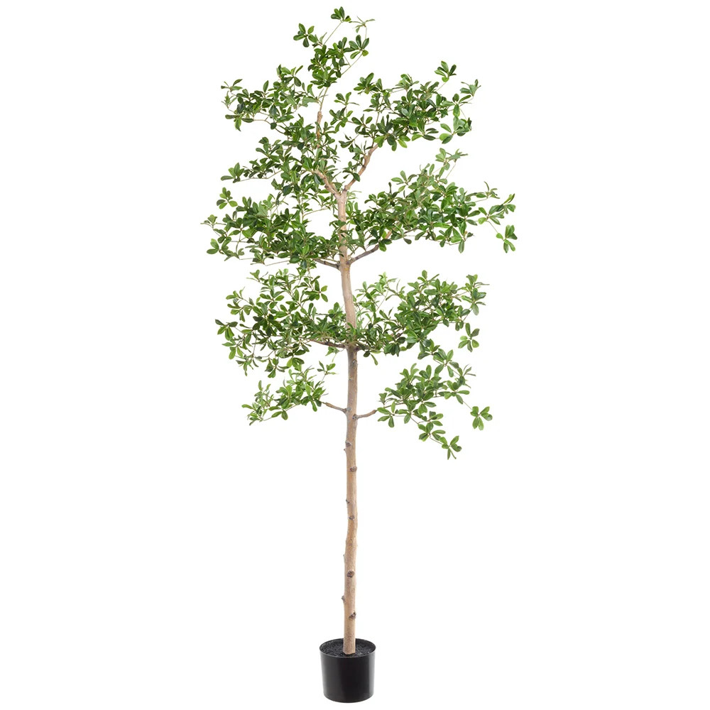 6 Feet Shady Lady Tree W/st In Pot | Wayfair North America