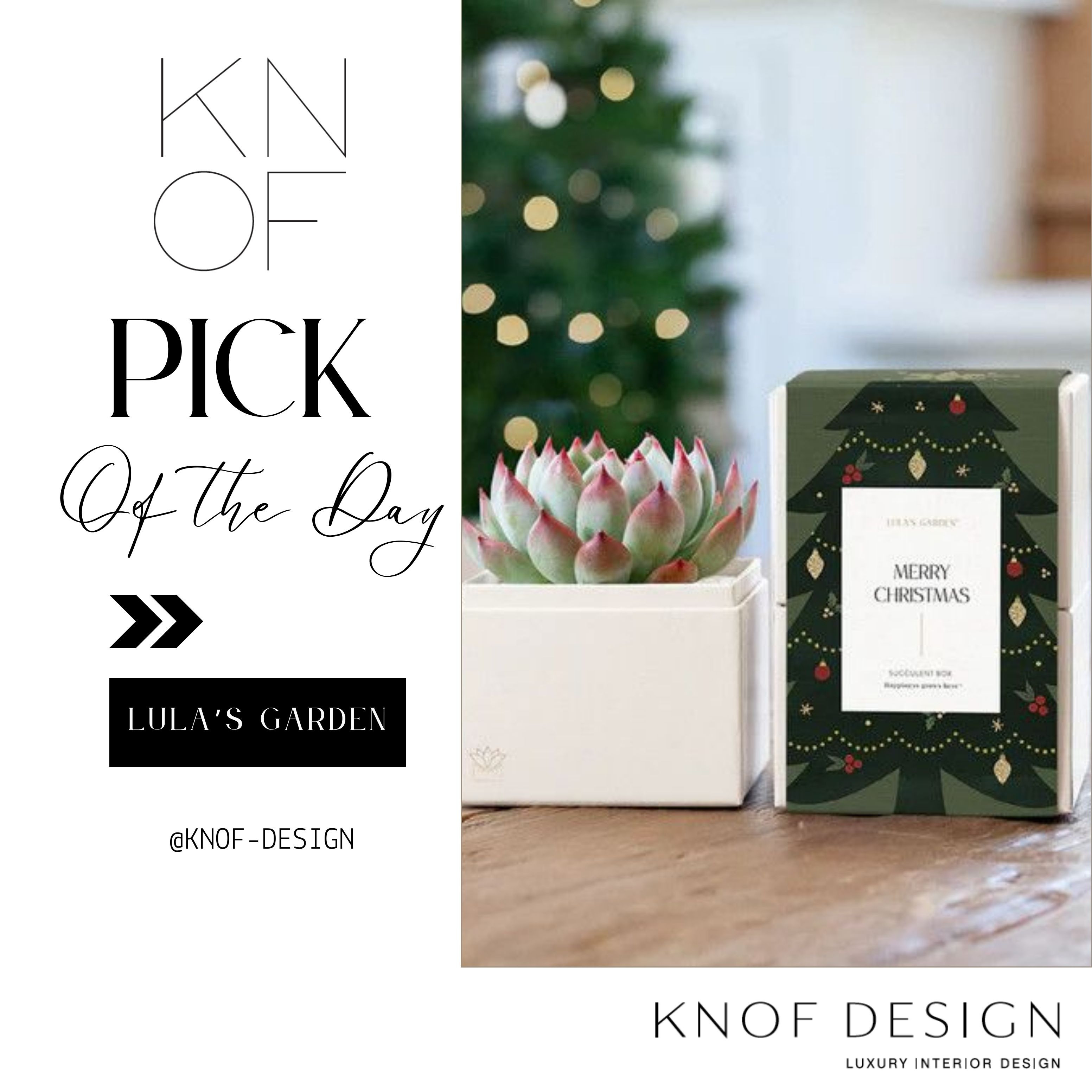 Holiday GIFT GIVING IDEAS! Personalised plants to send to clients, colleagues, or friends. A little something that gives all year round! #plantlover #giftideas #holidayhome 

 #LTKGiftGuide #LTKHoliday #LTKSeasonal