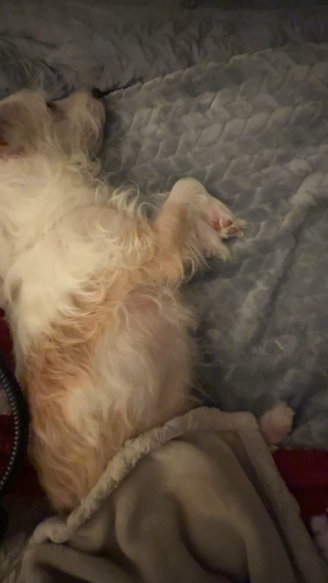 My dog Leo is loving his soft heating pad to keep him warm on cold days and nights  

#LTKHome #LTKFindsUnder50 #LTKstorytime