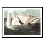 Swan on the Water No. 2 | Urban Garden Prints