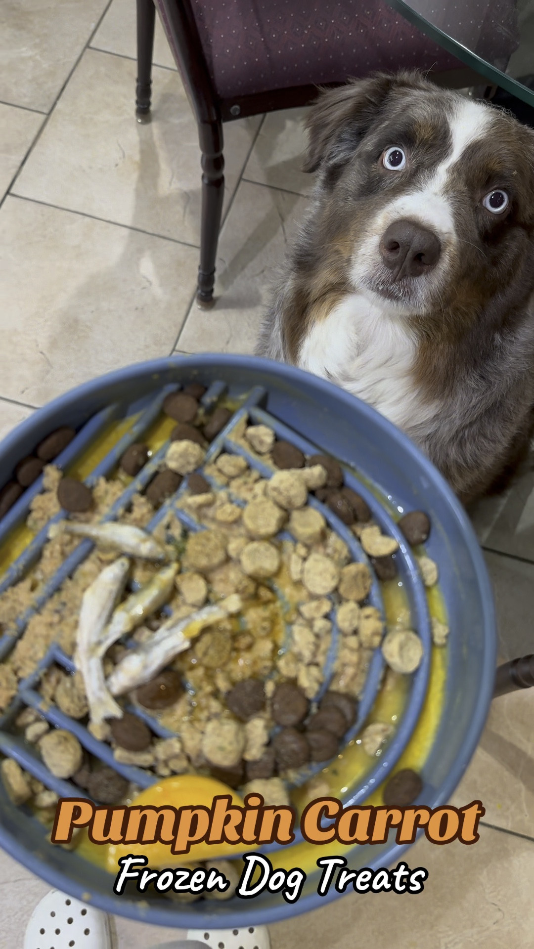 Let’s make an enrichment dinner with pumpkin carrot frozen treats for my dogs!  🥕🎃🦴🐶

#LTKFamily #LTKGiftGuide #LTKVideo